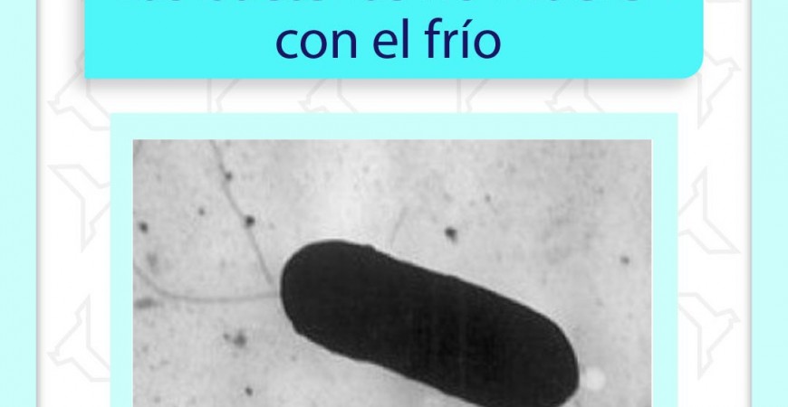 Las bacterias no se mueren con el frío