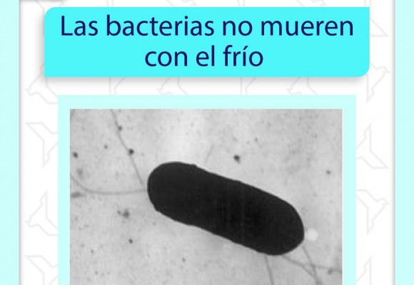 Las bacterias no se mueren con el frío