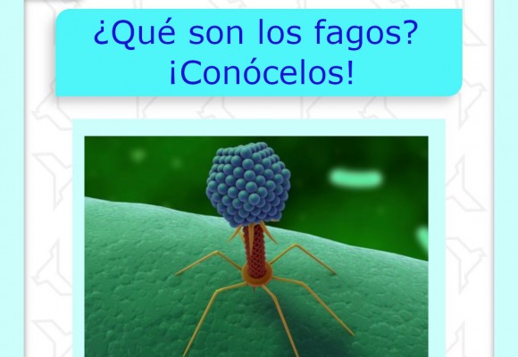¿Qué son los Fagos?
